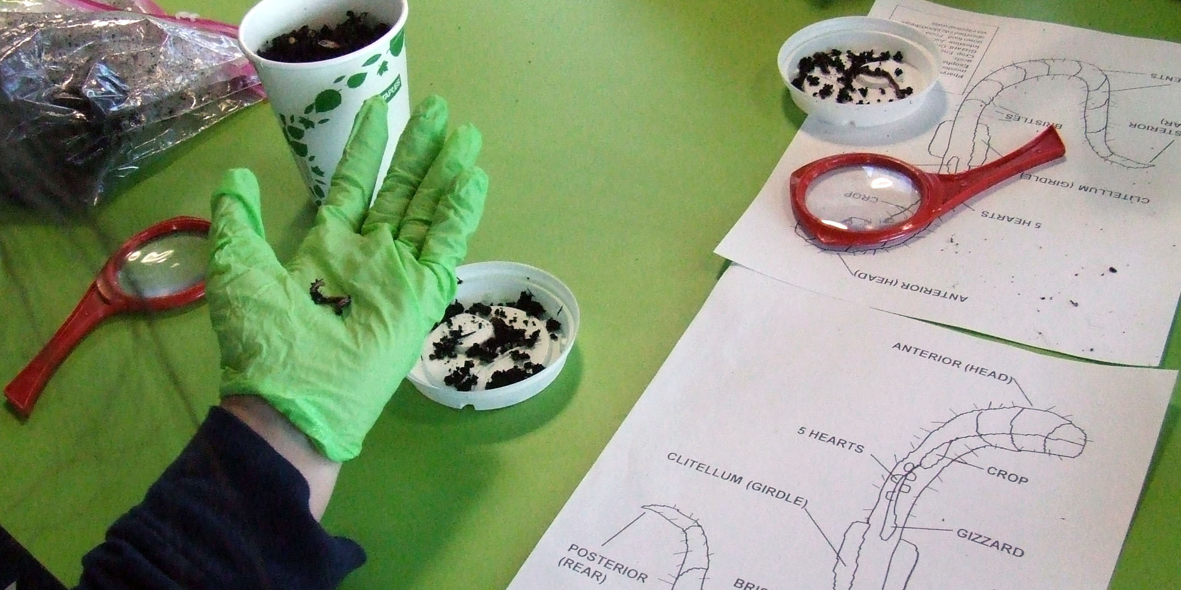 Vermicomposting 11