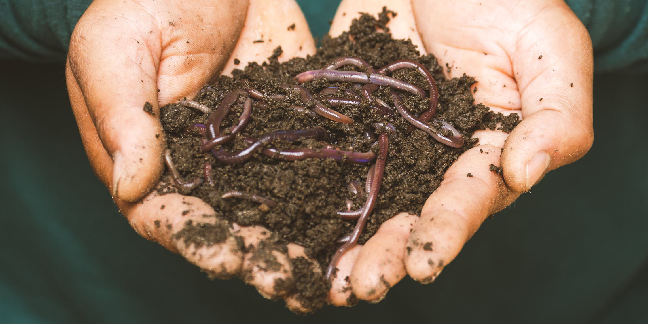 Vermicomposting: Worms with an  Appetite (for Waste)!